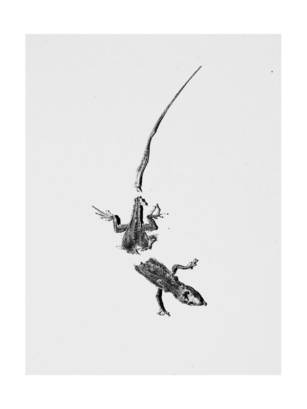 Dead Lizard Print